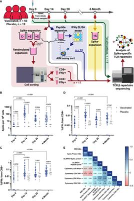 Clonal structure and the specificity of vaccine-induced T cell response to SARS-CoV-2 Spike protein